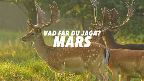 Jakttider 2023